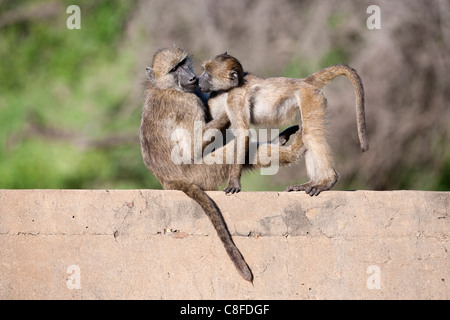 Chacma baboons (Papio cynocephalus ursinus) playing, Kruger National Park, Mpumalanga, South Africa Stock Photo