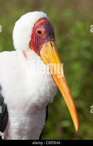 Yellowbilled stork (Mycteria ibis, Kruger National Park, South Africa Stock Photo