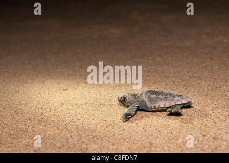 Loggerhead turtle (Caretta caretta) hatchling, moving from nest to sea at night, Banga Nek, Kwazulu Natal, South Africa Stock Photo