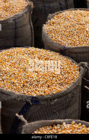 Dried Maize / Corn kernels bagged up in hessian sacks in India Stock Photo