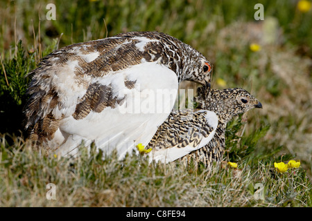 White-tailed ptarmigan (Lagopus leucurus) pair mating, Mount Evans, Colorado, United States of America Stock Photo