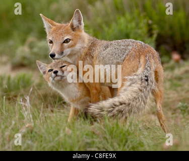 Swift fox (Vulpes velox) vixen and kit, Pawnee National Grassland, Colorado, United States of America Stock Photo