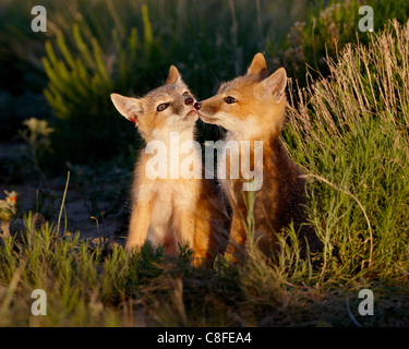 Two swift fox (Vulpes velox) kits, Pawnee National Grassland, Colorado, United States of America Stock Photo