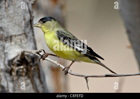 Male lesser goldfinch (Carduelis psaltria, Patagonia-Sonoita Creek Preserve, Patagonia, Arizona, United States of America Stock Photo