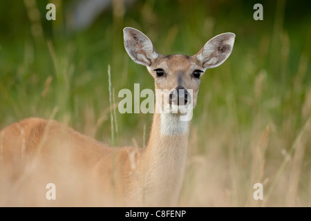 Whitetail deer (Odocoileus virginianus) doe, Stillwater County, Montana, United States of America Stock Photo