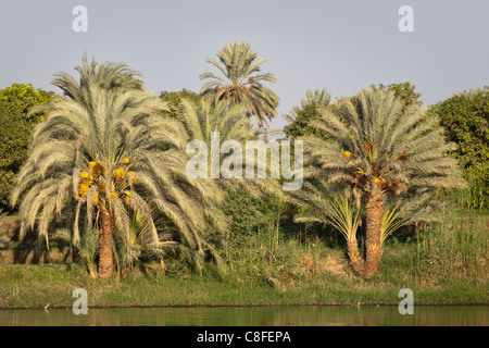 A section of Nile river bank with overhanging palms and trees on a grassy bank and narrow strip of water, Egypt Stock Photo