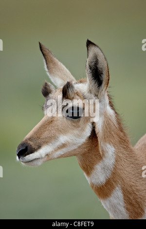 Young pronghorn (Antilocapra americana, Custer State Park, South Dakota, United States of America Stock Photo