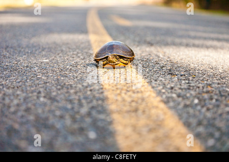 Peninsula cooter (Pseudemys floridana peninsularis) turtle near center line on asphalt road in central Florida Stock Photo