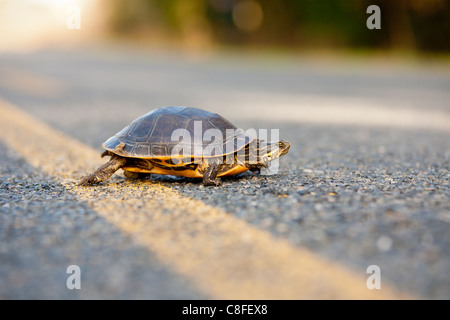 Peninsula cooter (Pseudemys floridana peninsularis) turtle near center line on asphalt road in central Florida Stock Photo