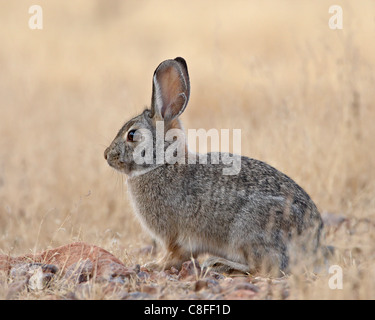 USA, New Mexico. Cottontail rabbit close-up Stock Photo - Alamy