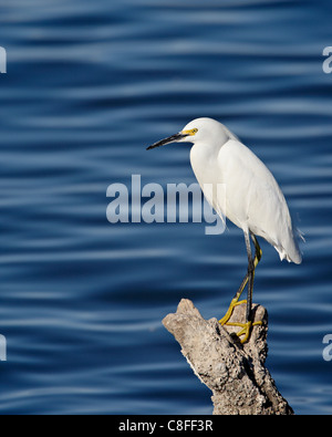 Snowy egret (Egretta thula, Sonny Bono Salton Sea National Wildlife Refuge, California, United States of America Stock Photo