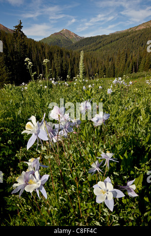Blue columbine (Aquilegia coerulea) in a meadow, Maroon Bells-Snowmass Wilderness, White River National Forest, Colorado, USA Stock Photo