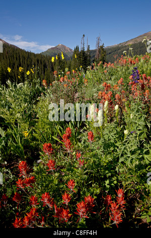 Giant red paintbrush and yellow paintbrush, Maroon Bells-Snowmass Wilderness, White River National Forest, Colorado, USA Stock Photo
