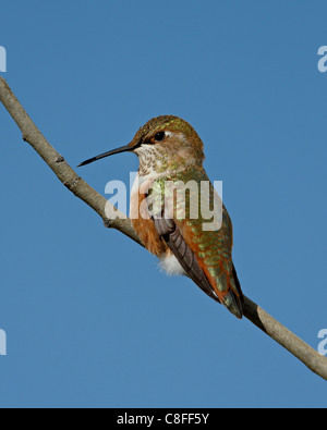 Female rufous hummingbird (Selasphorus rufus) perched, Routt National Forest, Colorado, United States of America Stock Photo