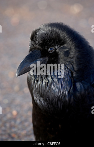 Common Raven (Corvus corax, Bryce Canyon National Park, Utah, United States of America Stock Photo