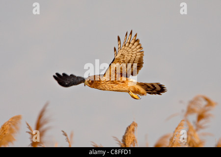 Female Northern Harrier (Circus cyaneus) in flight hunting, Antelope Island State Park, Utah, United States of America Stock Photo