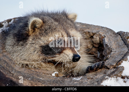 Raccoon (Procyon lotor) in the snow, in captivity, near Bozeman, Montana, United States of America. North America Stock Photo