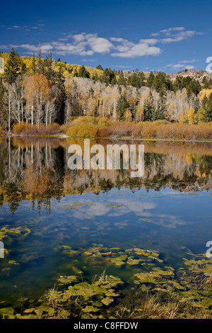 Yellow aspens reflected in Round Lake in the fall, Fishlake National Forest, Utah, United States of America Stock Photo