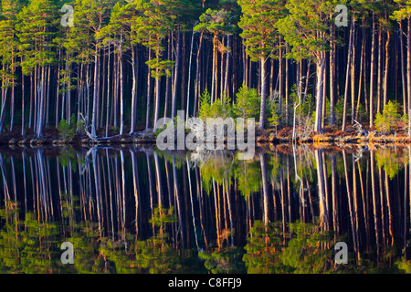 Tree, trunk, trunks, birch, birches, trees, Cairngorms, pine, jaw, pines, pine wood, Loch, mixed forest, pattern, national park, Stock Photo