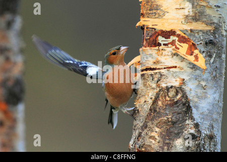 Flight, tree, movement, chaffinch, Cairngorms, food, eating, flight, wing, Fringilla coelebs, feed, feed search, male, food, foo Stock Photo