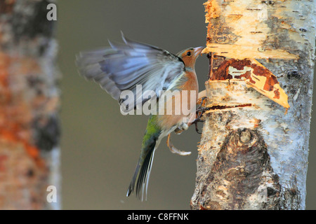 Flight, tree, movement, chaffinch, Cairngorms, food, eating, flight, wing, Fringilla coelebs, feed, feed search, male, food, foo Stock Photo