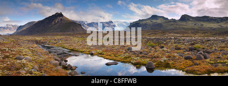 Arctic plants in Skaftafell National Park, Mount Hafrafell and Svinafellsjokull glacier in the distance, Austurland, Iceland Stock Photo