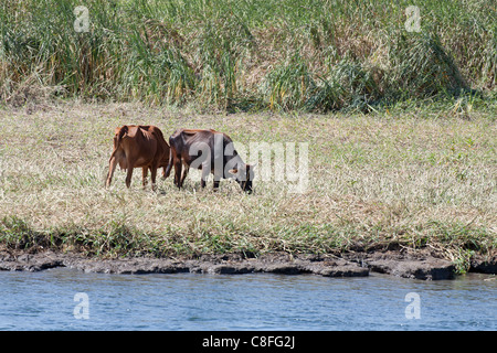 A section of Nile riverbank showing waters edge, grazing cattle and field crop in the background Stock Photo
