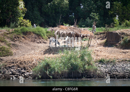 A section of Nile riverbank showing waters edge, grazing cattle under a reed shelter with trees in the background Stock Photo