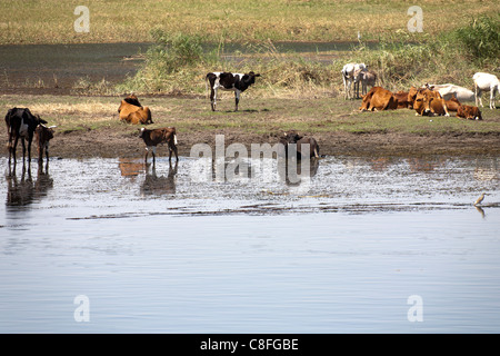 A section of Nile riverbank showing waters edge, grazing cattle and some bathing in the water Stock Photo