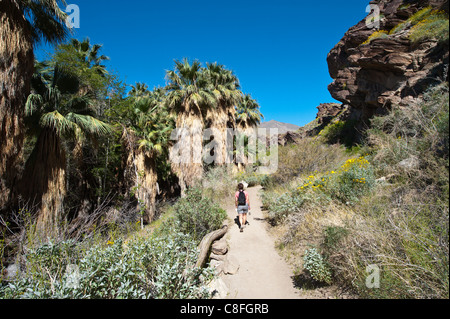 Hiking in Andreas Canyon, Indian Canyons, Palm Springs, California, United States of America, North America Stock Photo