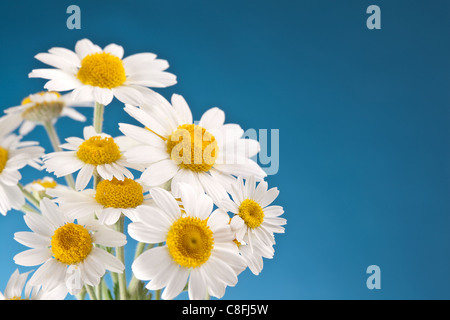 Macro shot of wild camomiles on a blue sky background.