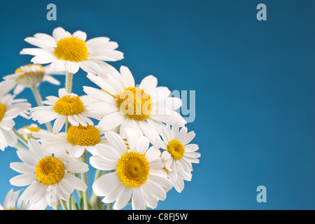 Macro shot of wild camomiles on a blue sky background. Stock Photo