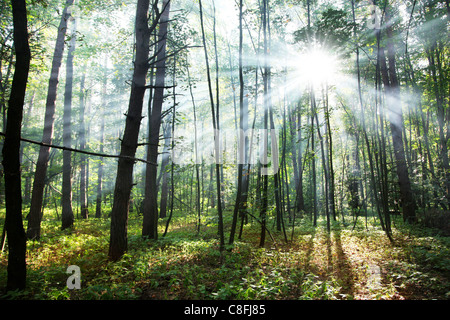 Sun's rays shining through the trees in the forest. Stock Photo