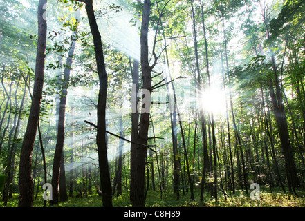 Sun's rays shining through the trees in the forest. Stock Photo