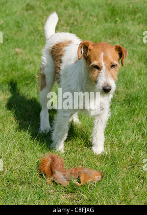 Jack Russell Kills Red Squirrel Stock Photo