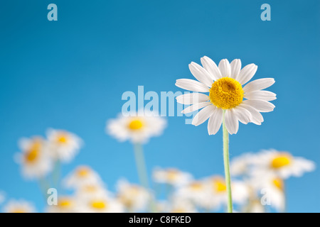 Macro shot of wild camomiles on a blue sky background.