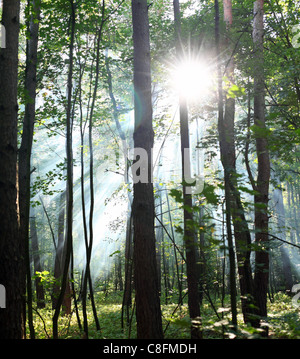 Sun's rays shining through the trees in the forest. Stock Photo