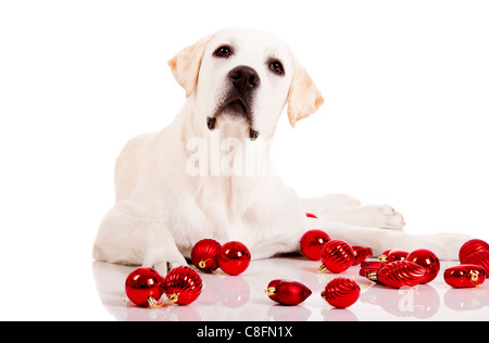Beautiful Labrador retriever surrounded by Christmas balls, isolated on white background Stock Photo