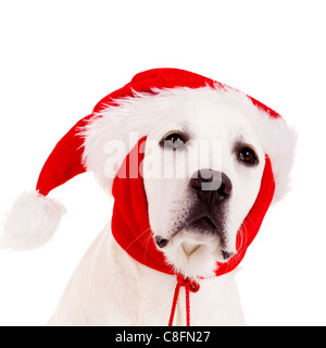 Close-up portrait of a Labrador retriever with a Santa hat isolated on white background Stock Photo