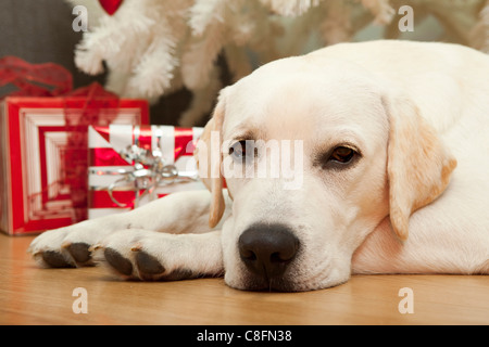 Beautiful Labrador retriever on Christmas day lying on the floor Stock Photo