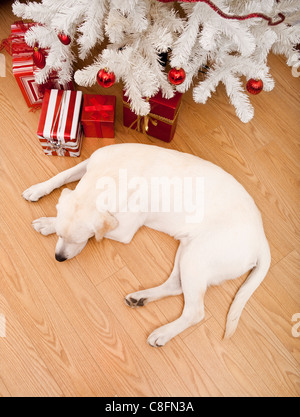 Beautiful Labrador retriever on Christmas day lying on the floor Stock Photo