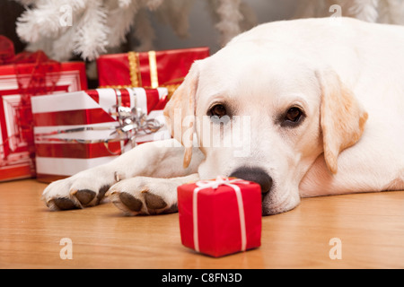 Beautiful Labrador retriever on Christmas day lying on the floor Stock Photo