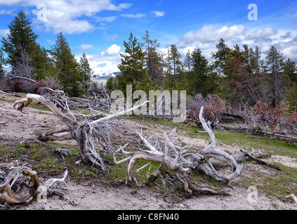 mountain landscape with old trees against a cloudy sky Stock Photo