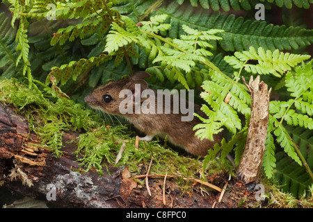 Woodmouse in a studio set. Stock Photo