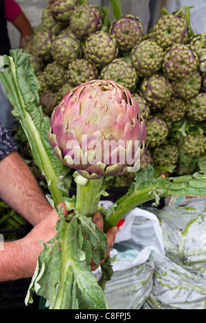 Big Artichoke displayed in stall at street market show Italy Italian Mediterranean Stock Photo