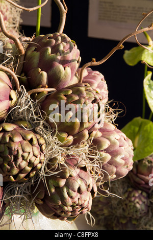 Artichokes displayed in stall at street market show Italy Italian Mediterranean Stock Photo