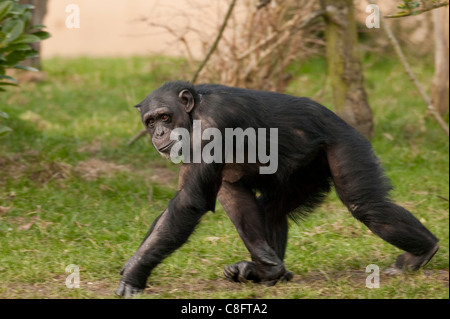 The common chimpanzee (Pan troglodytes), also known as the robust chimpanzee Stock Photo