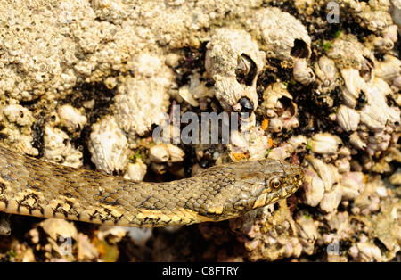 Viperine water snake (Natrix maura) in coastal environment. Stock Photo