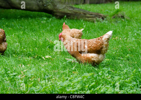 Chicken raised on a organic farm searching for food in grass, agriculture