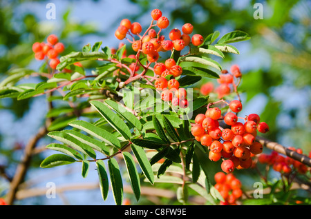 Ripe rowan fruits on the tree with blue sky background, Sorbus aucuparia Stock Photo